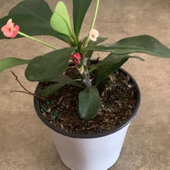 Crown of Thorns plant