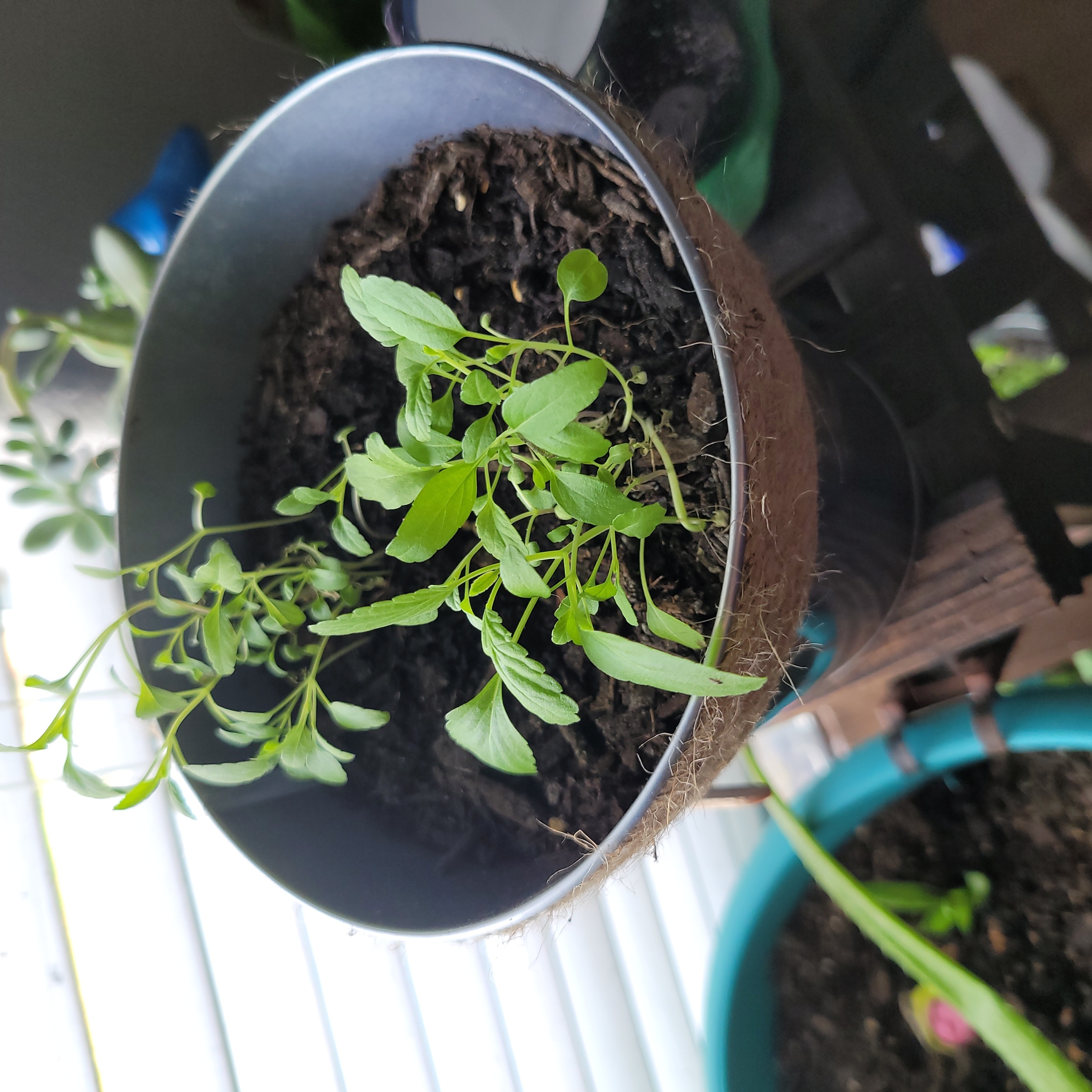 Potted Mealycup Sage plant with healthy green leaves and visible soil.