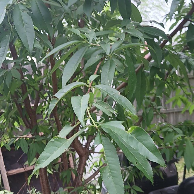 Photo of the plant species Prunus Persica by @ImpeccableMango named Walt on Greg, the plant care app