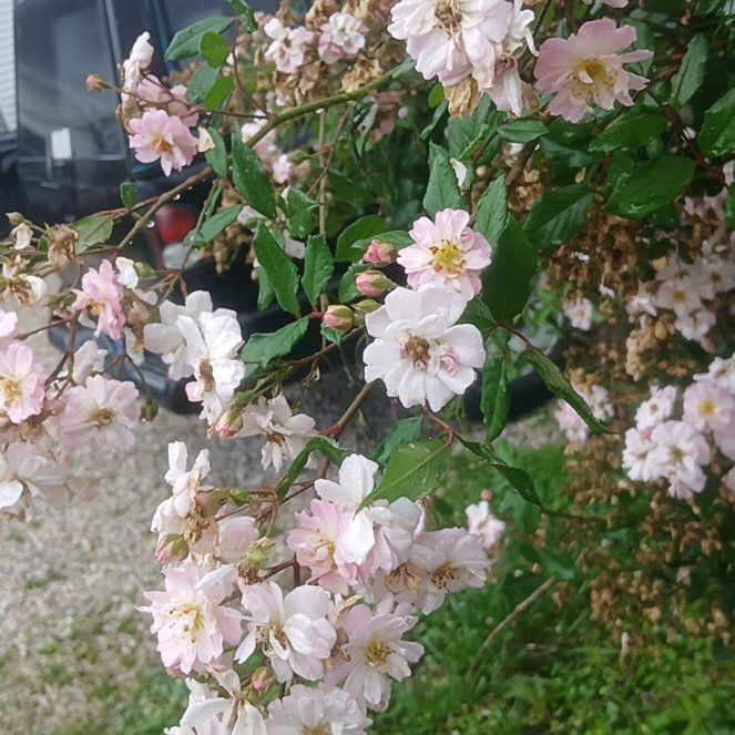 Photo of the plant species Japanese Flowering Cherry by @ImpeccableMango named Marley on Greg, the plant care app