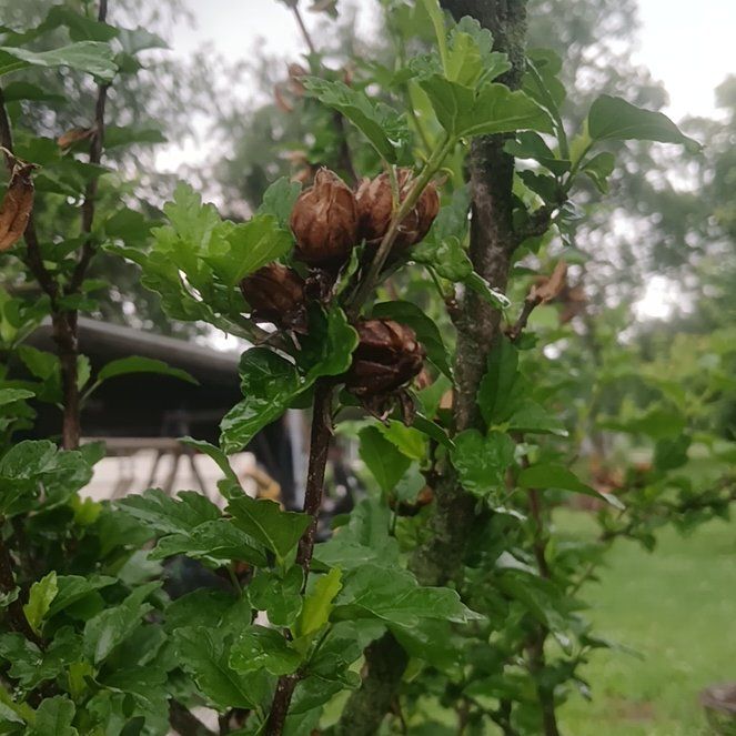 Photo of the plant species Rose Of Sharon by @ImpeccableMango named Lavender on Greg, the plant care app