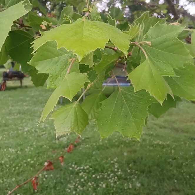 Photo of the plant species Platanus Occidentalis by @ImpeccableMango named Homer on Greg, the plant care app