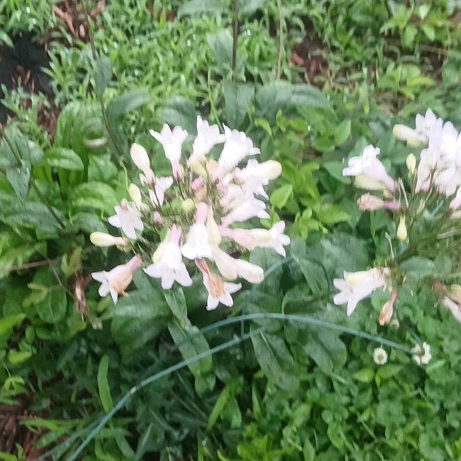 Photo of the plant species Foxglove Beardtongue by @ImpeccableMango named Sanders on Greg, the plant care app