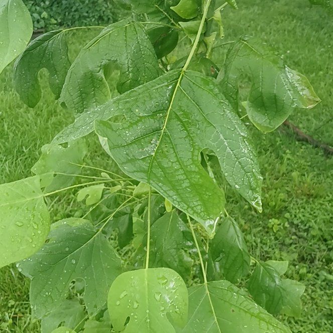 Photo of the plant species Tulip Poplar by @ImpeccableMango named Gobi on Greg, the plant care app