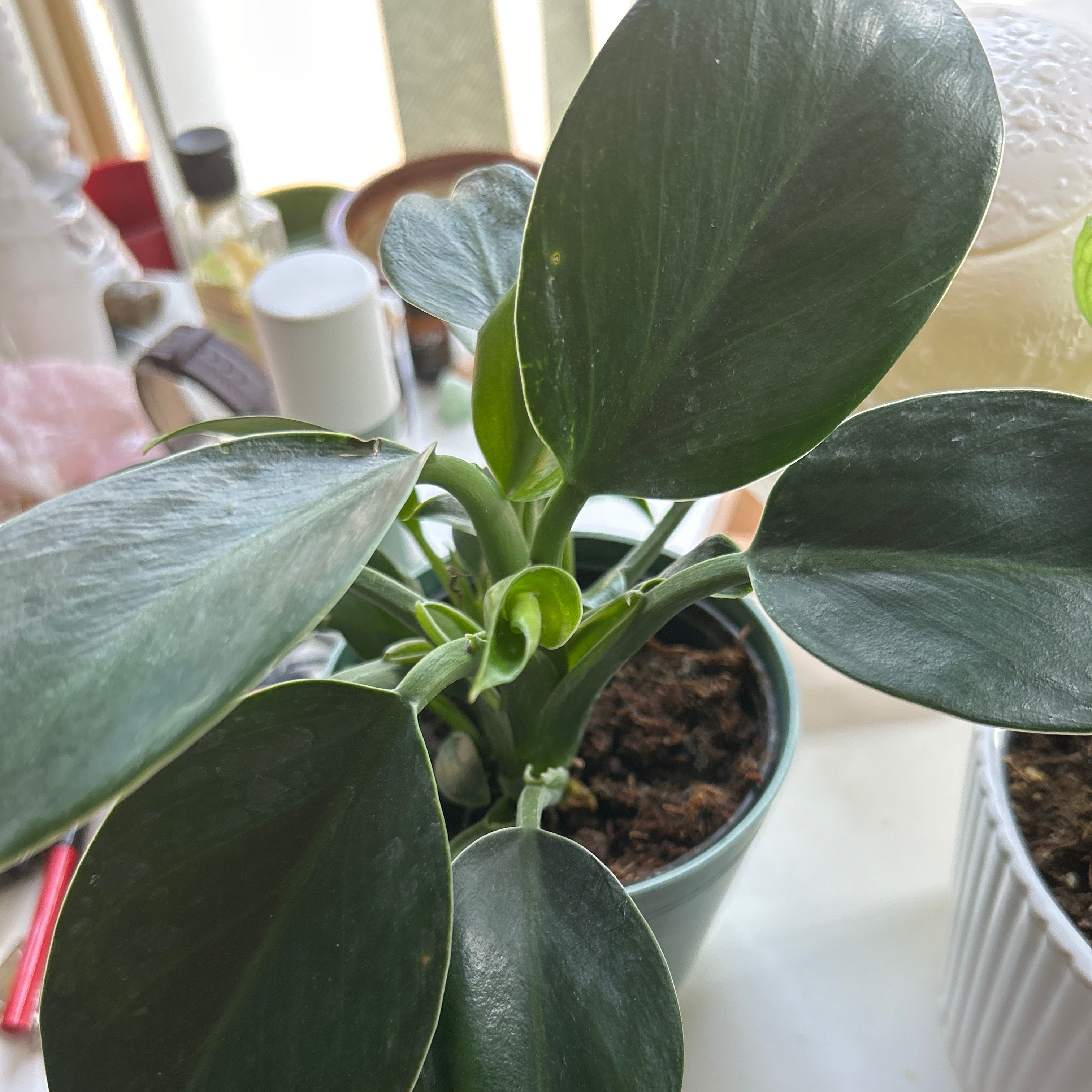 Healthy Green Princess plant with broad, dark green leaves in a pot.