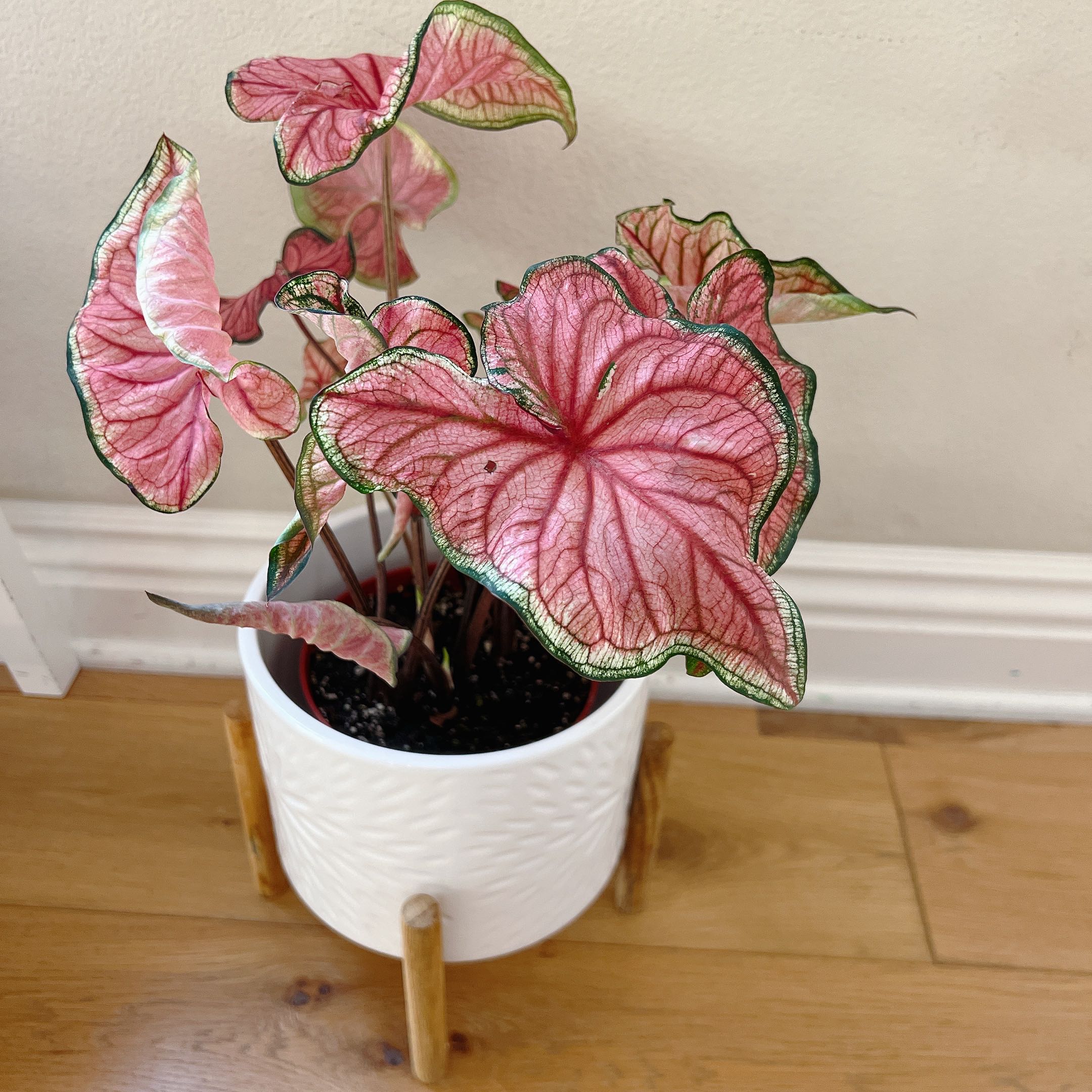 Photo of the plant species Heart of Jesus by @TailormadePecan named Res Heart Guava on Greg, the plant care app