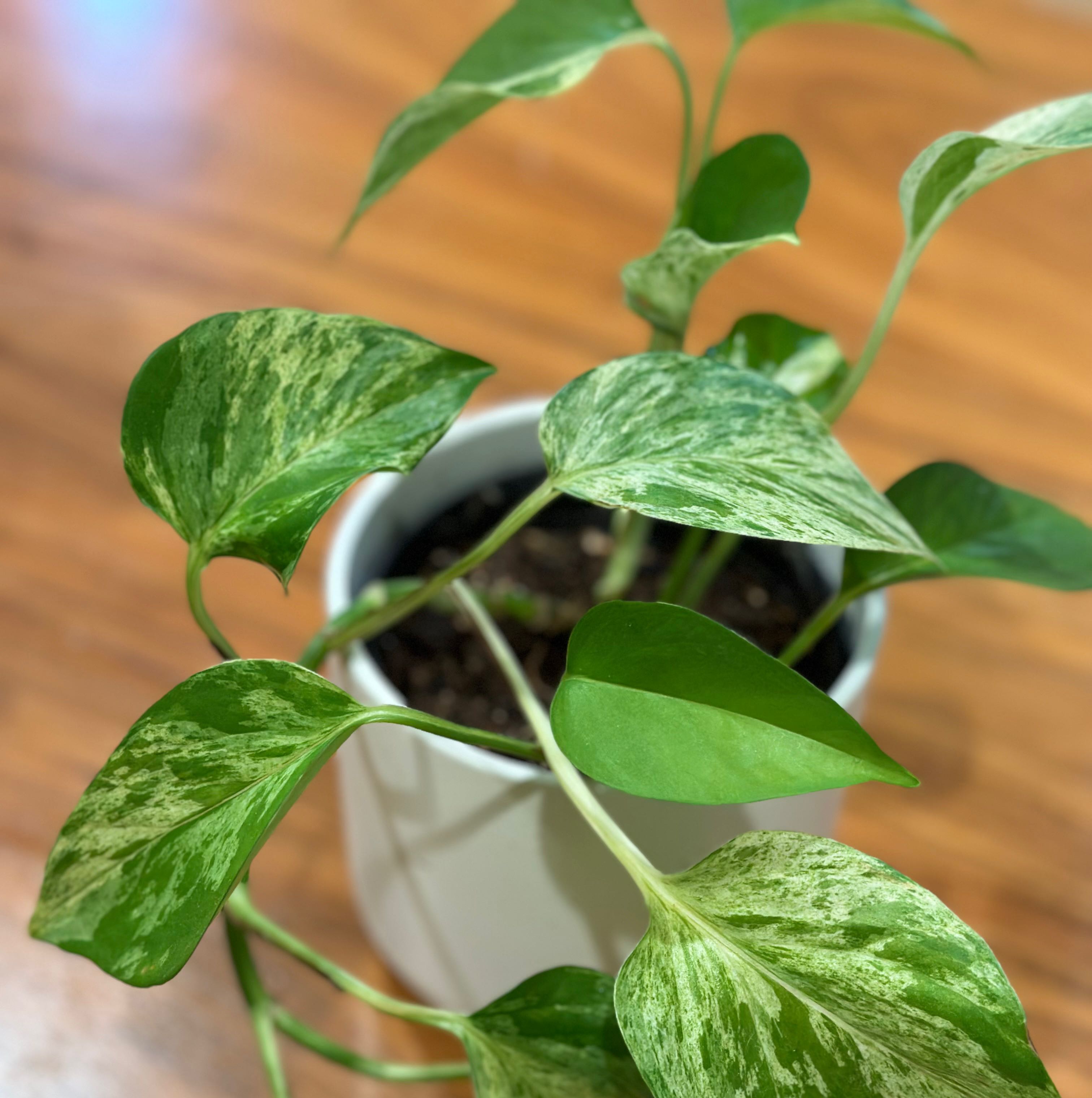 Photo of the plant species Marble Queen Pothos by @TailormadePecan named Achilles on Greg, the plant care app