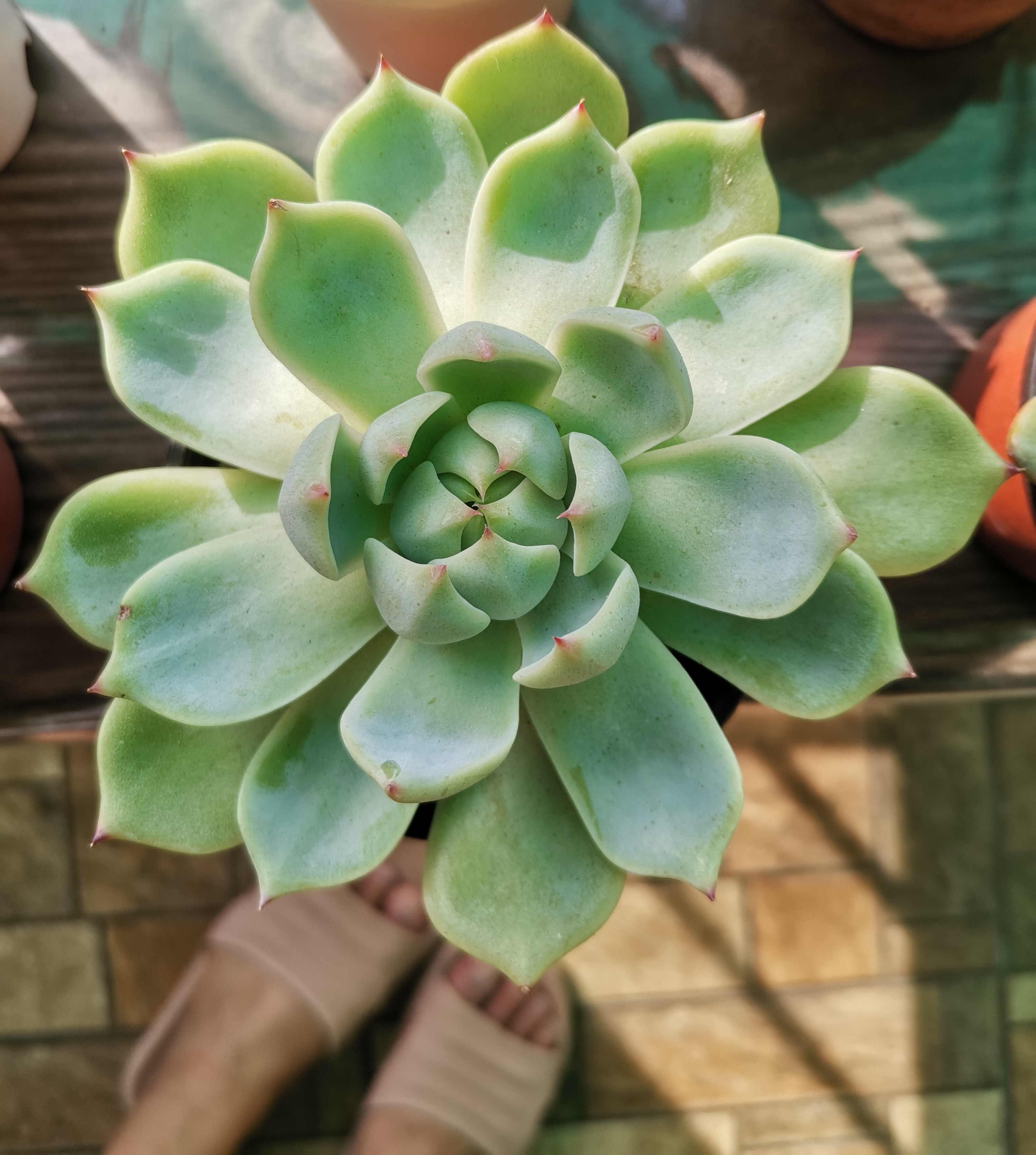 Top view of a healthy Echeveria chihuahuaensis plant with green leaves.