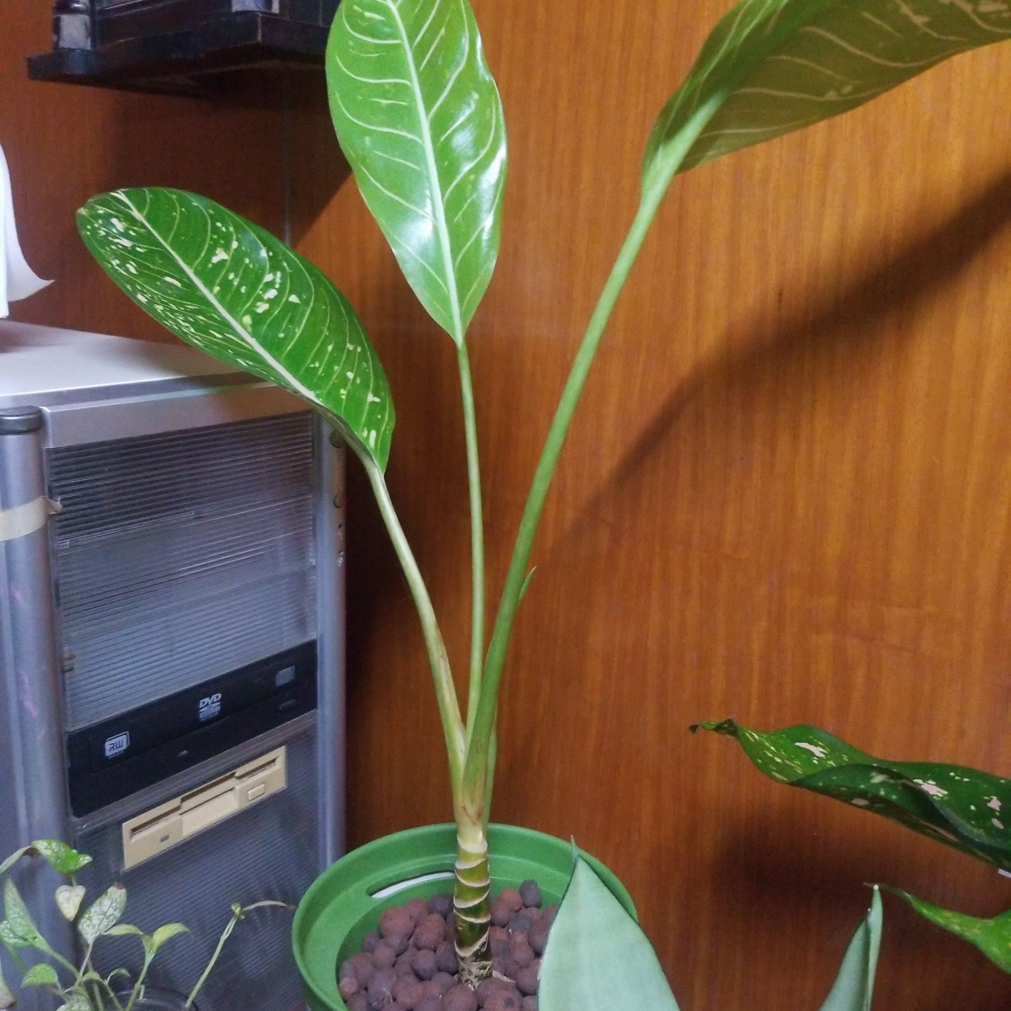 Photo of the plant species Pink Moon Chinese Evergreen by @DollDevilsclub named Aglaonema Pink Moon on Greg, the plant care app