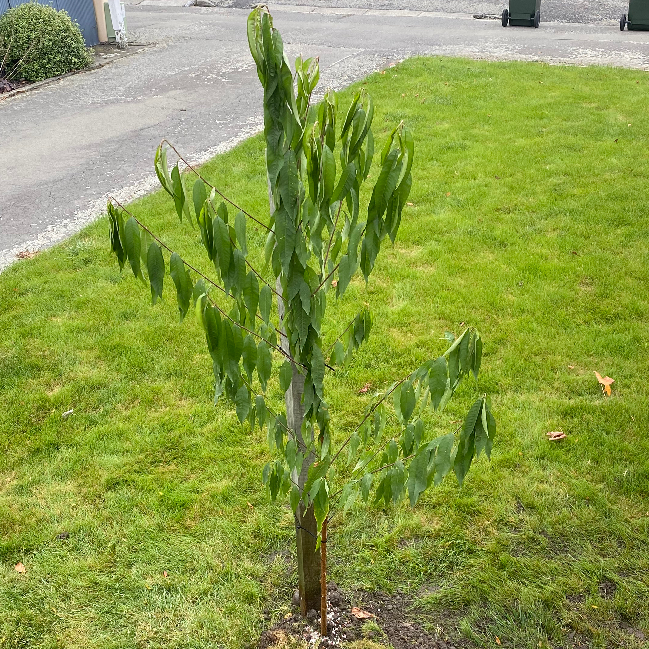 Photo of the plant species July Prince Peach Tree by @ShrewdDaisy named Beckham on Greg, the plant care app