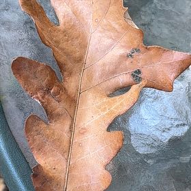 Photo of the plant species Downy Oak by @PetAgarito named Kylie on Greg, the plant care app