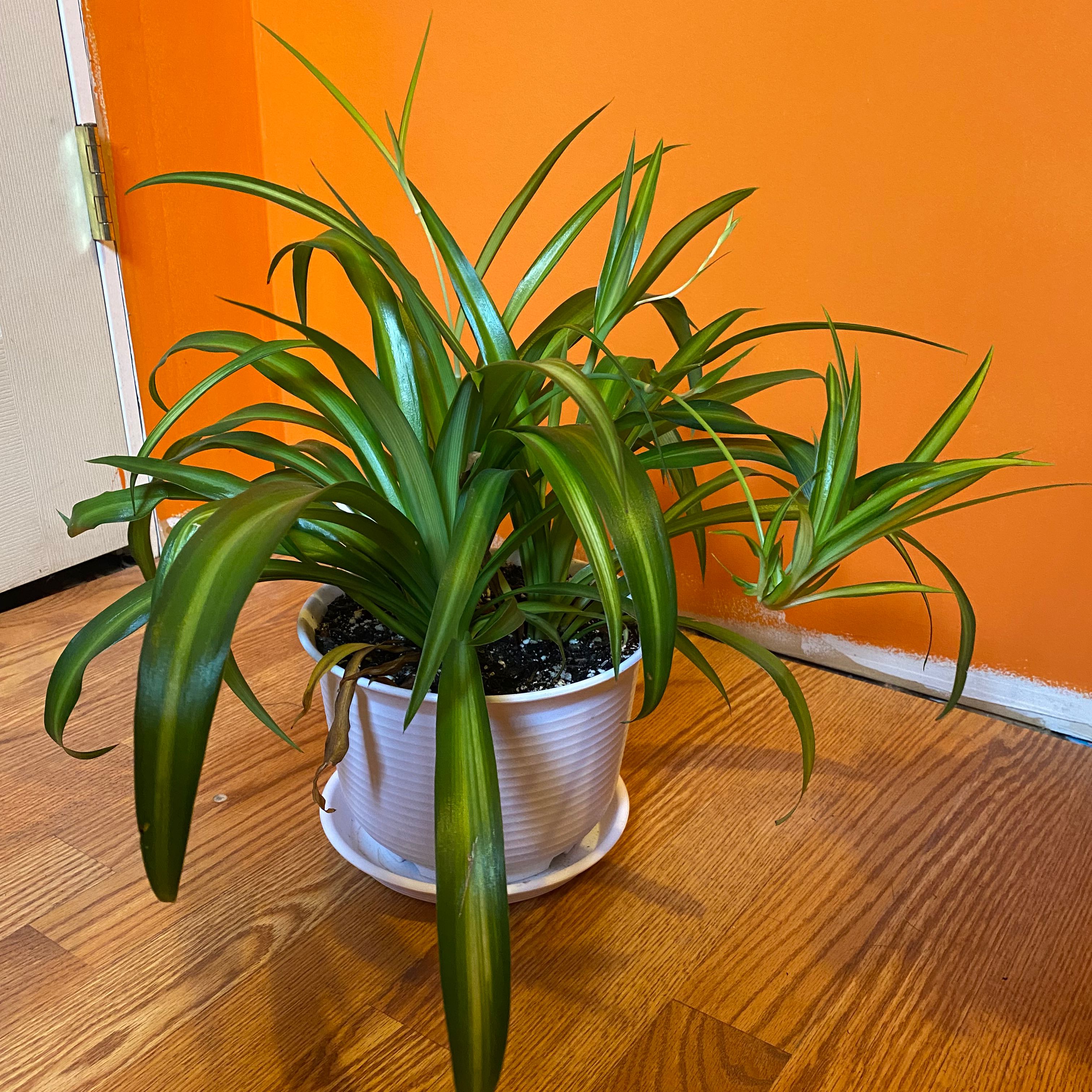 Healthy Hawaiian Spider Plant in a white pot on a wooden floor against an orange wall.