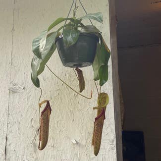 Nepenthes 'Miranda' plant in Somewhere on Earth