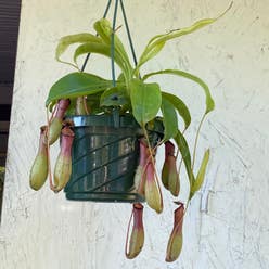 Tropical Pitcher Plant plant