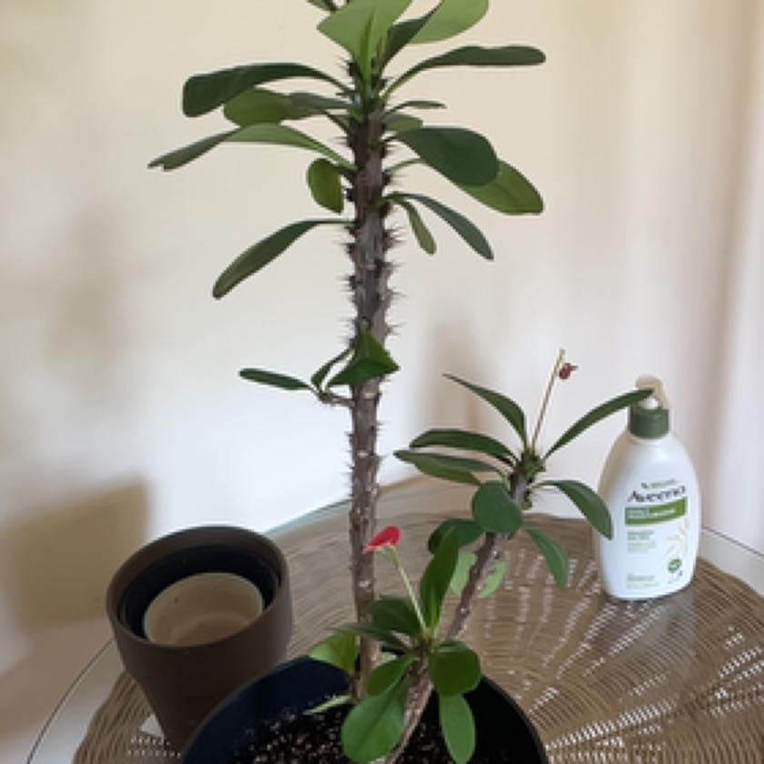 Healthy potted Crown of Thorns succulent plant with spiky stems and green leaves, pictured with plant food.