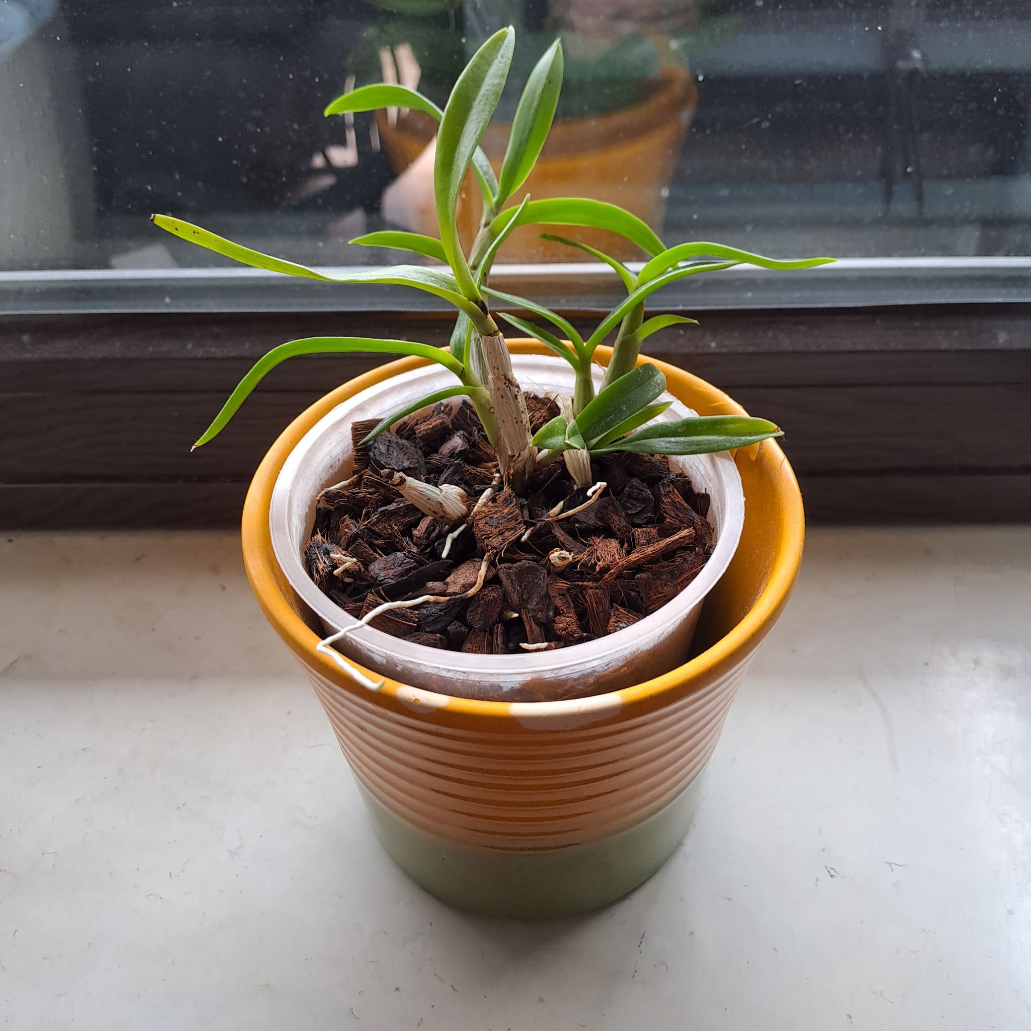 Potted Cattleya Orchid on a windowsill in a small pot with bark-based mix.