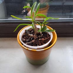 Cattleya Orchid plant
