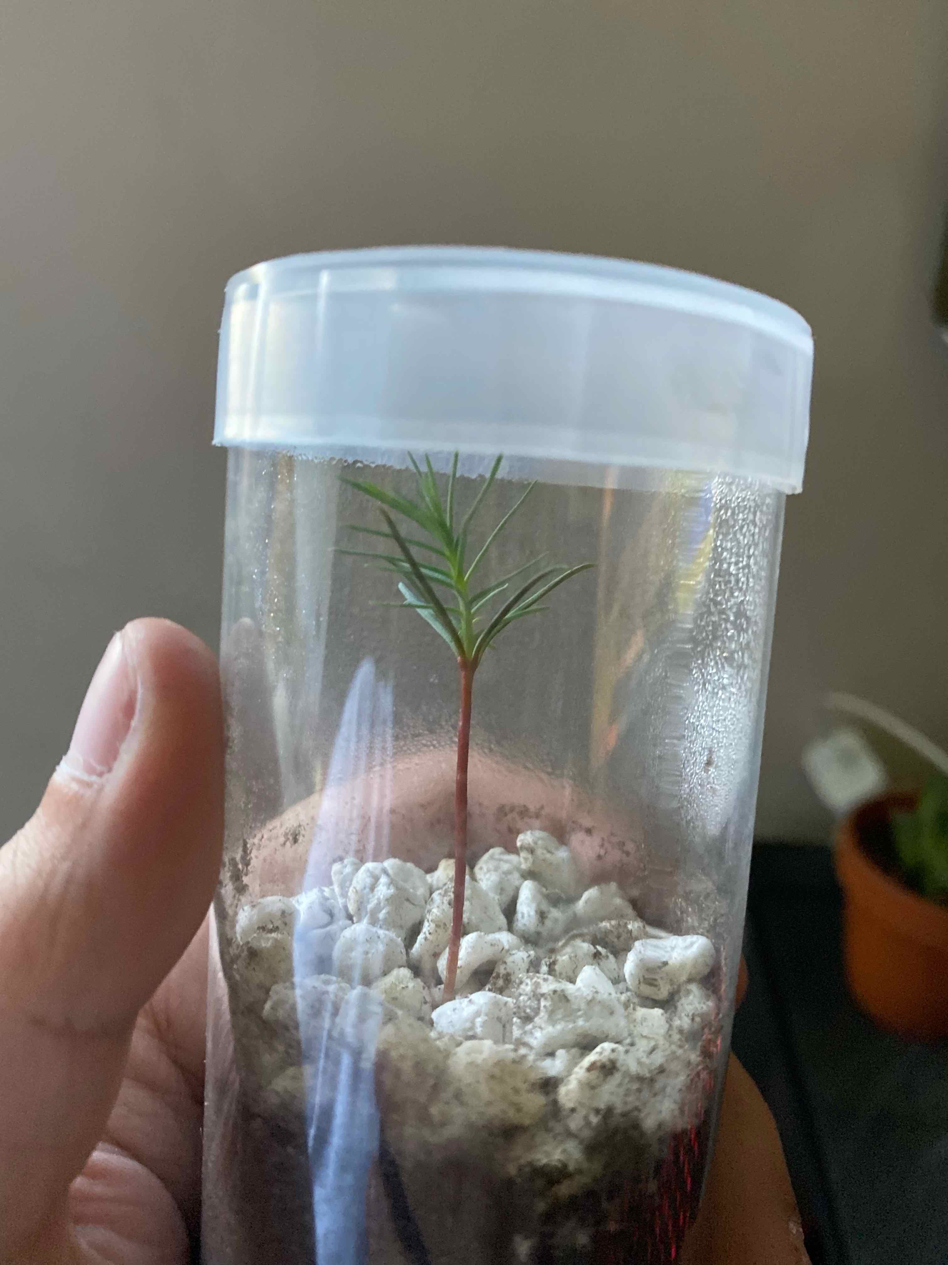 Young Blue Spruce plant in a transparent container with visible soil and perlite.