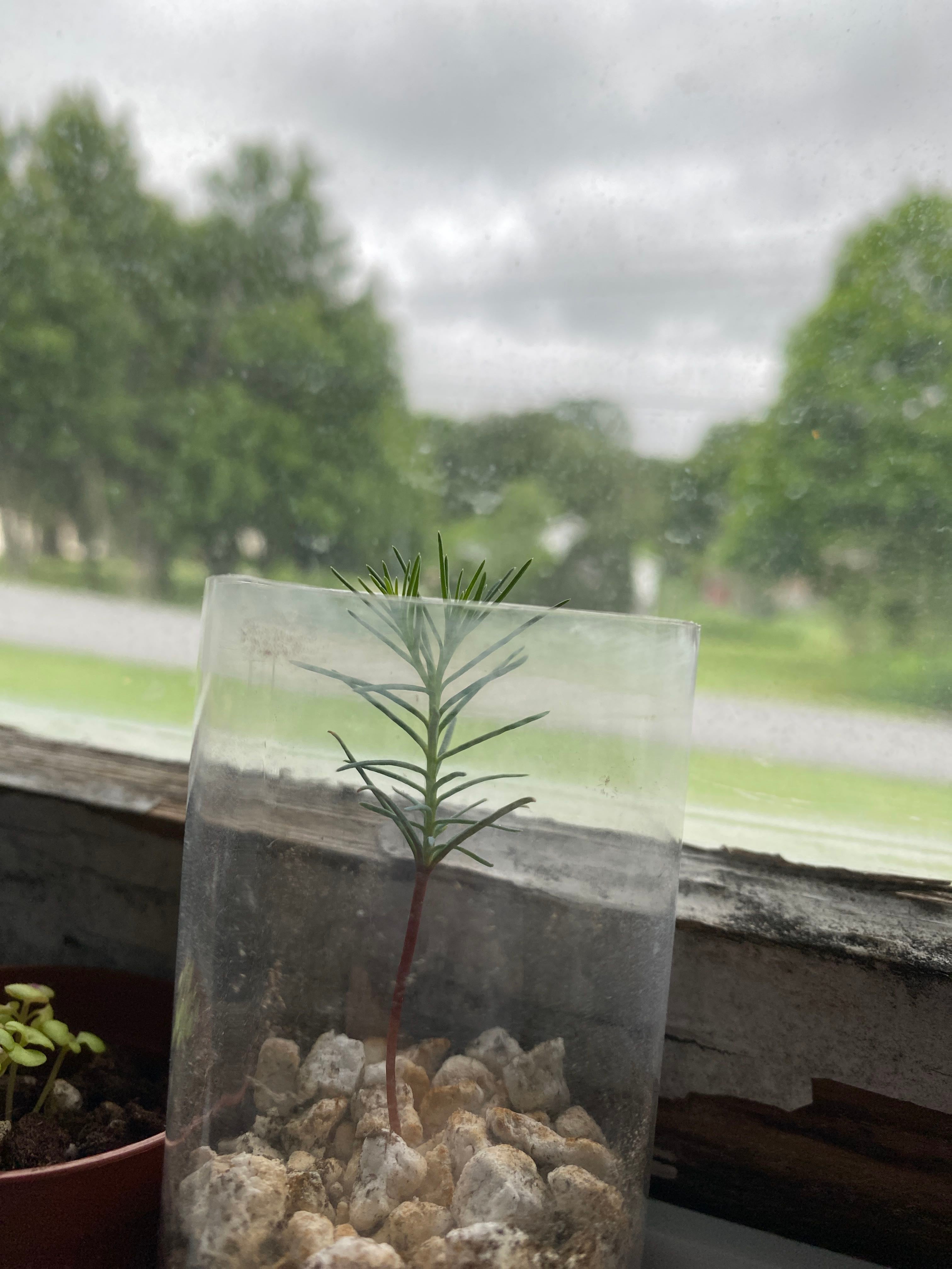 🌳 4 Ideal Locations to Plant Your Engelmann Spruce