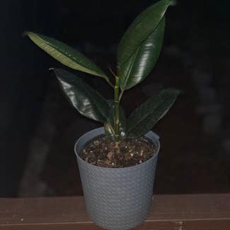 Ficus Robusta plant in Somewhere on Earth
