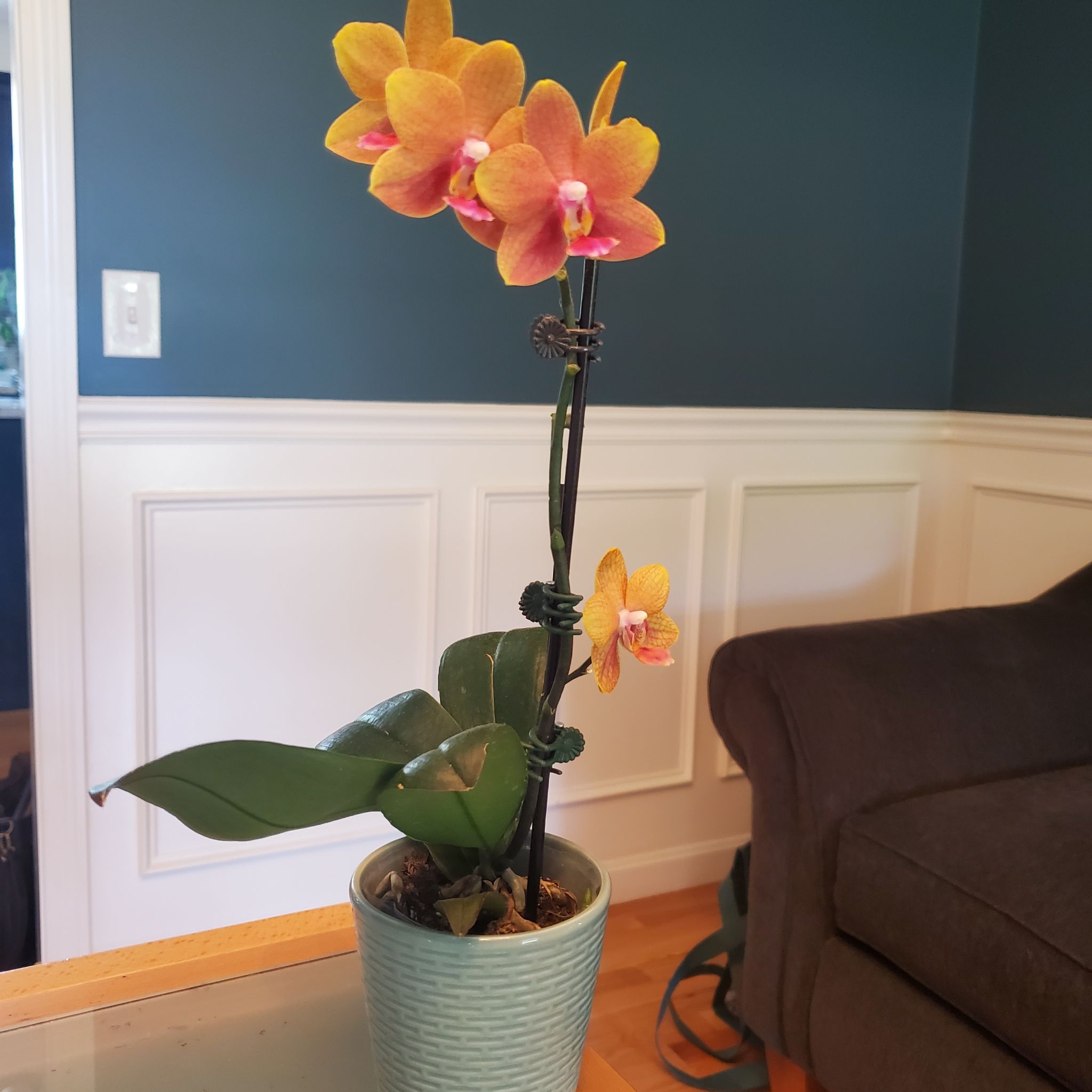 Orchid miniature