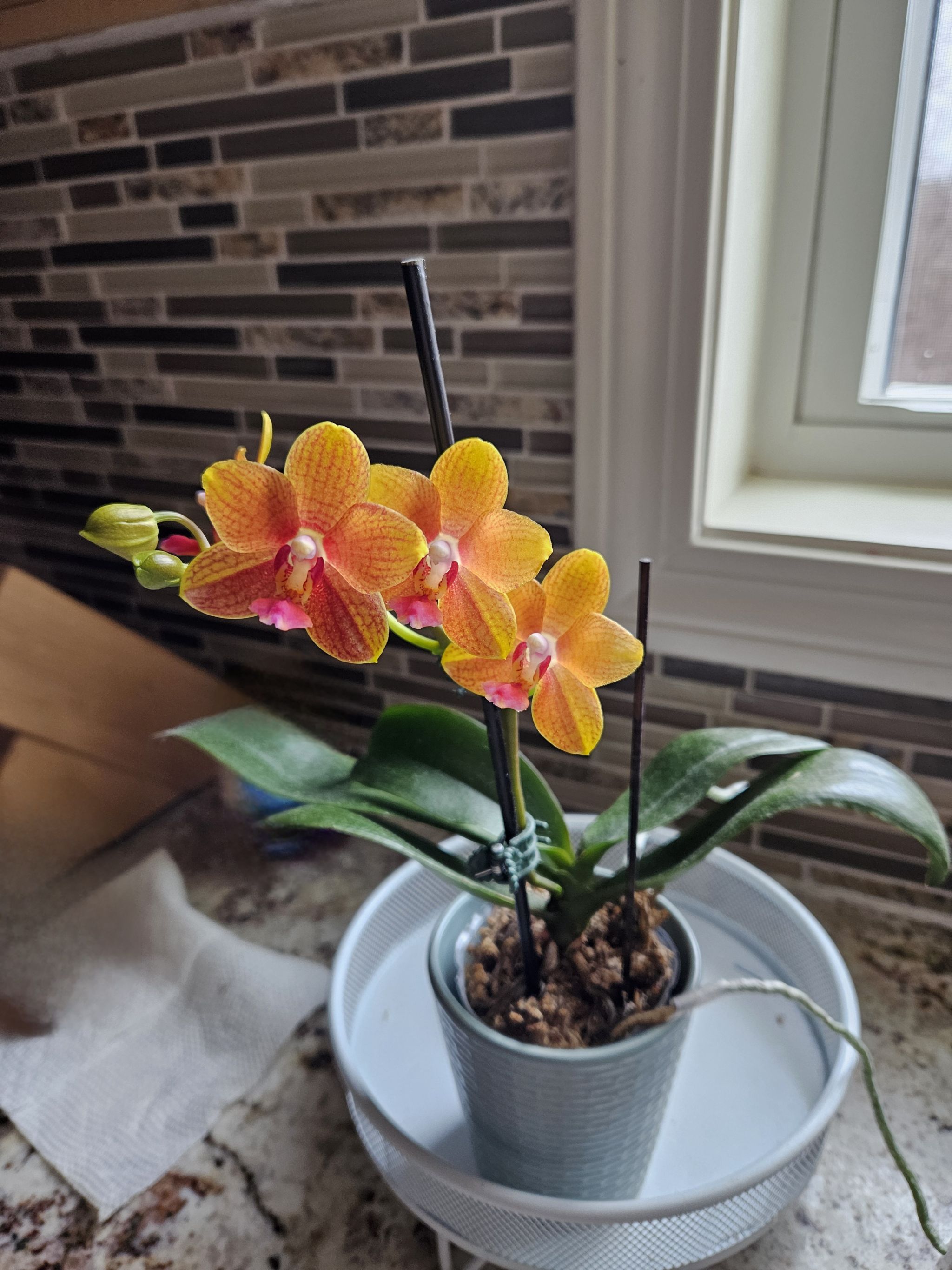 Photo from the post