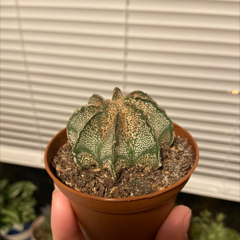 A small cactus in a brown pot with visible soil, held by a hand.
