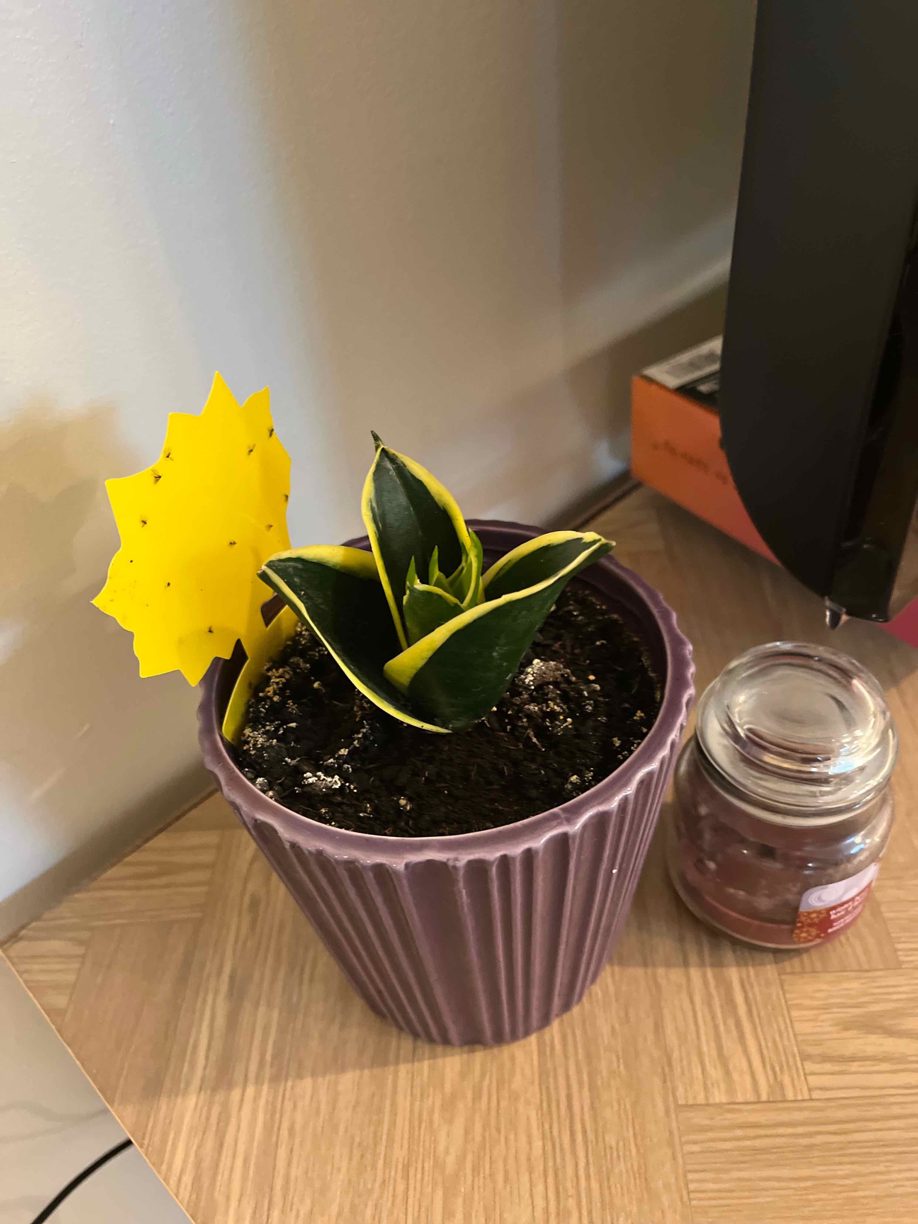 Black Star Snake Plant in a purple pot with visible soil, appears healthy.