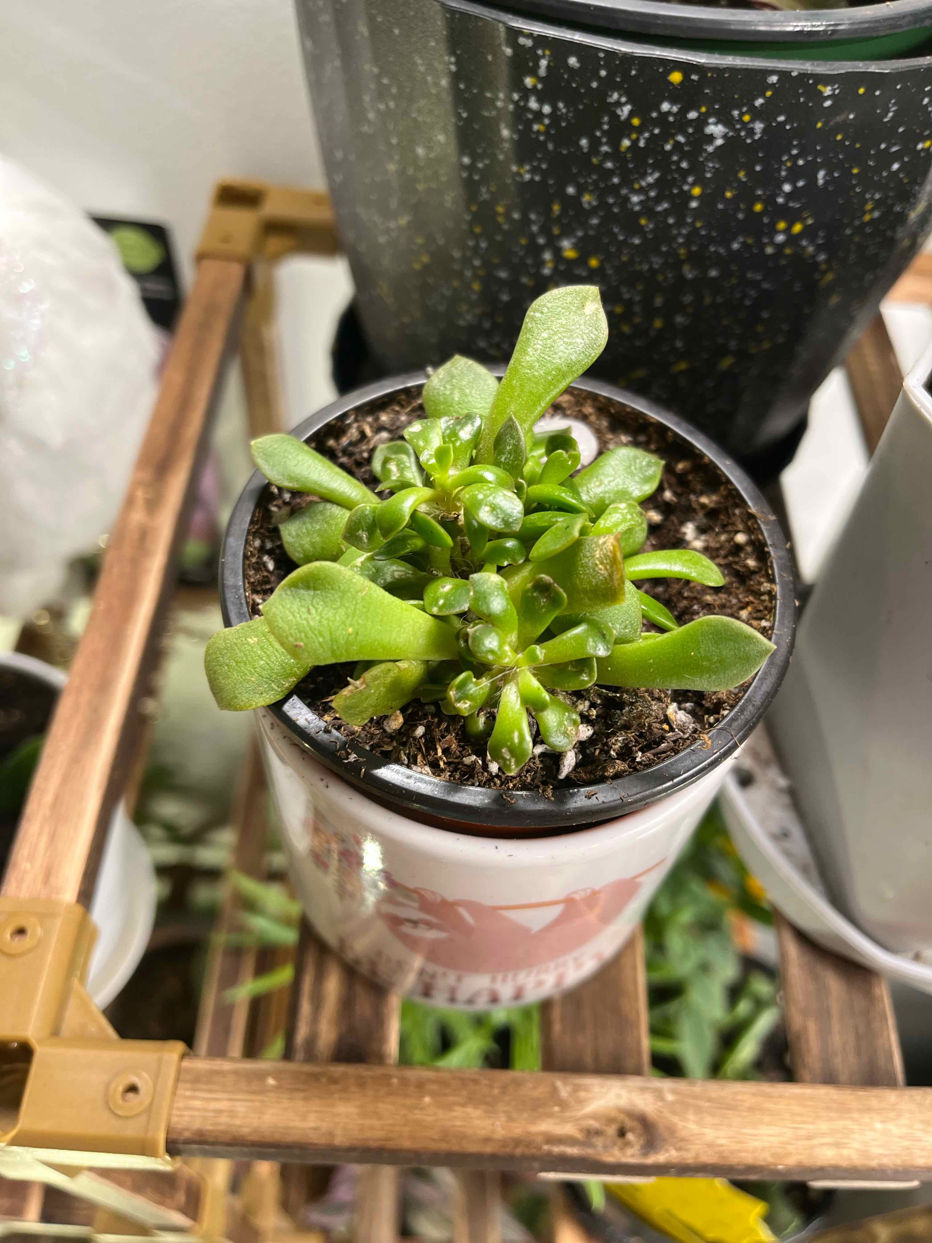 Plant care for Anacampseros telephiastrum on Greg, the plant care app