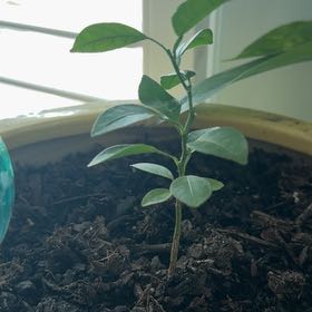 Photo of the plant species Satsuma Mandarin by @ShowyDateplum named Sumo on Greg, the plant care app
