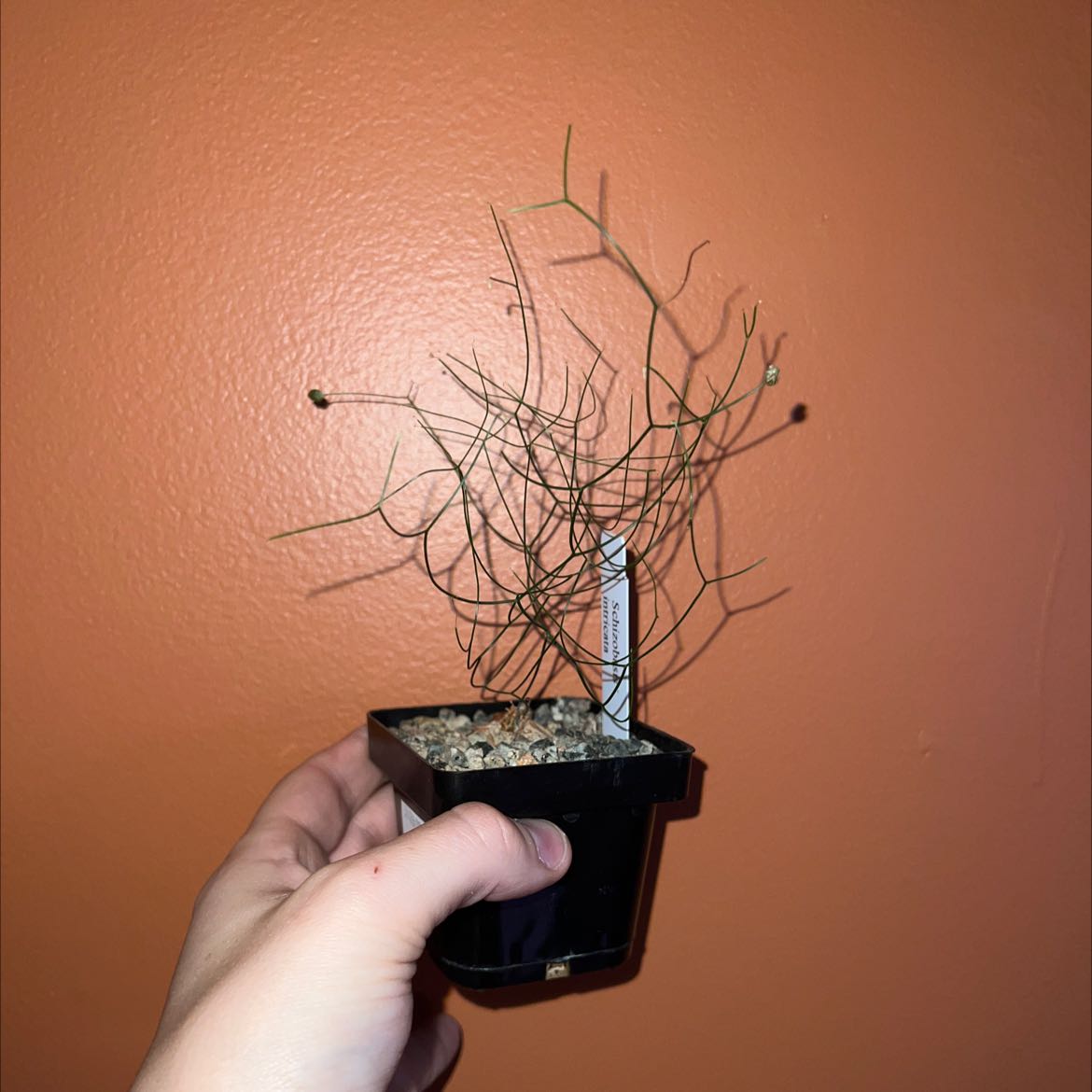 Plant care for False Sea Onion on Greg, the plant care app