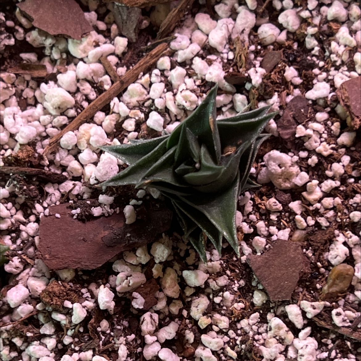Photo of the plant species Panamint Liveforever by @HandsomeOrpine named Your plant on Greg, the plant care app