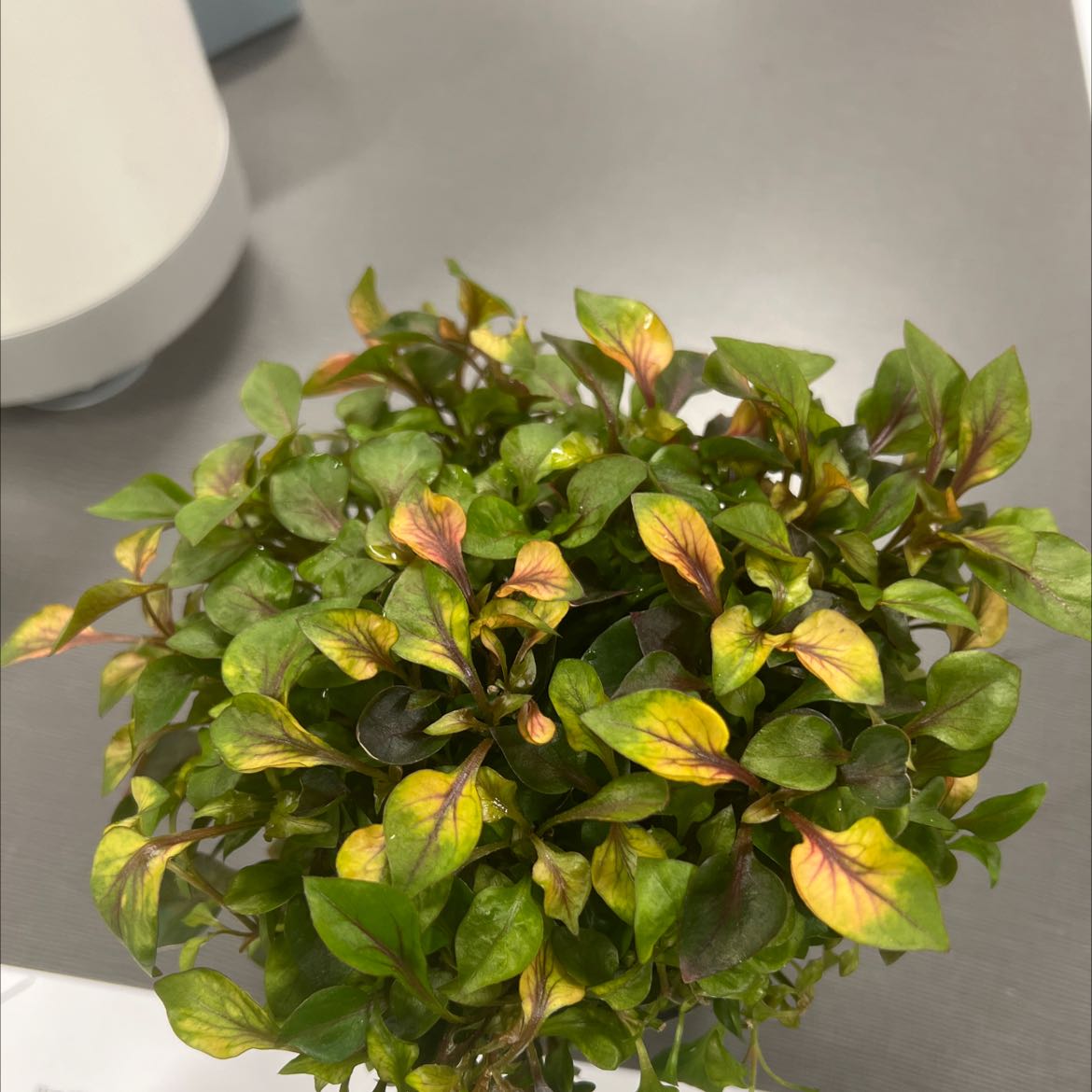 Hairy Joyweed plant with some yellowing and browning leaves, placed on a flat surface.