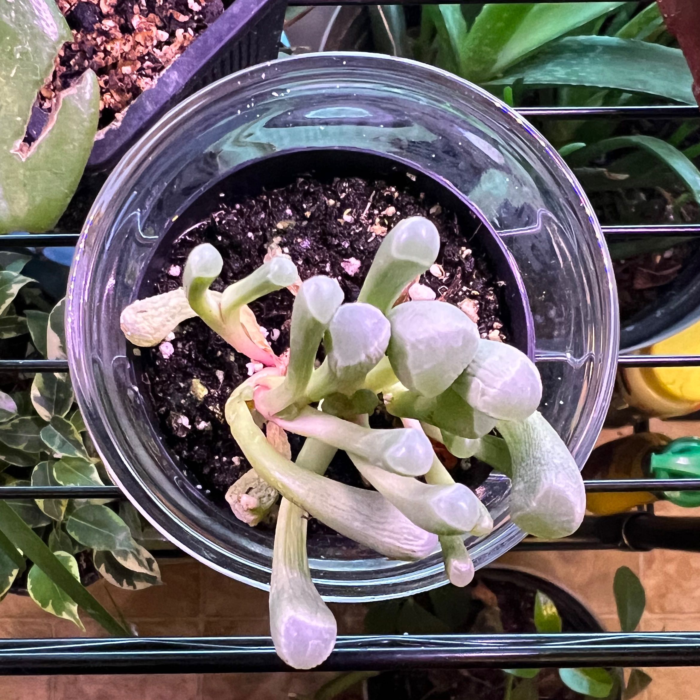Baby Toes plant in a clear container with visible soil, surrounded by other plants.
