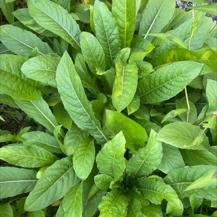 Healthy Common Evening-Primrose plant with elongated green leaves.
