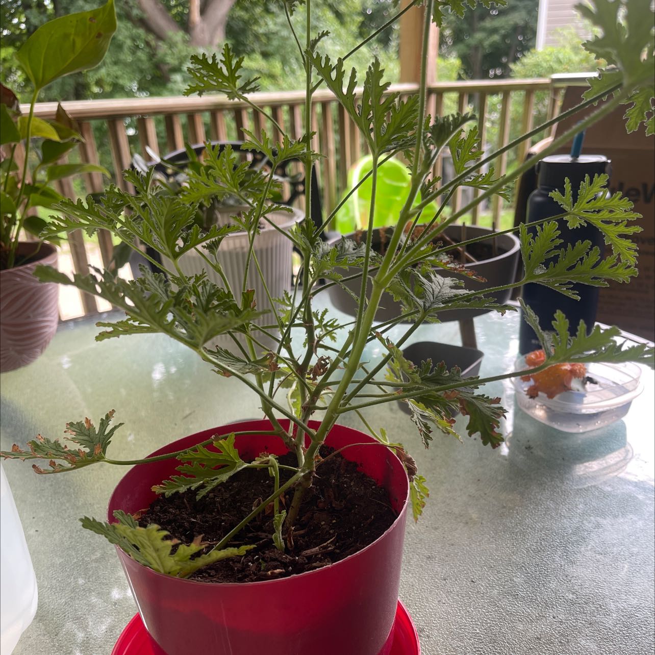 Sweet Scented Geranium in a red pot on a table with other potted plants in the background.