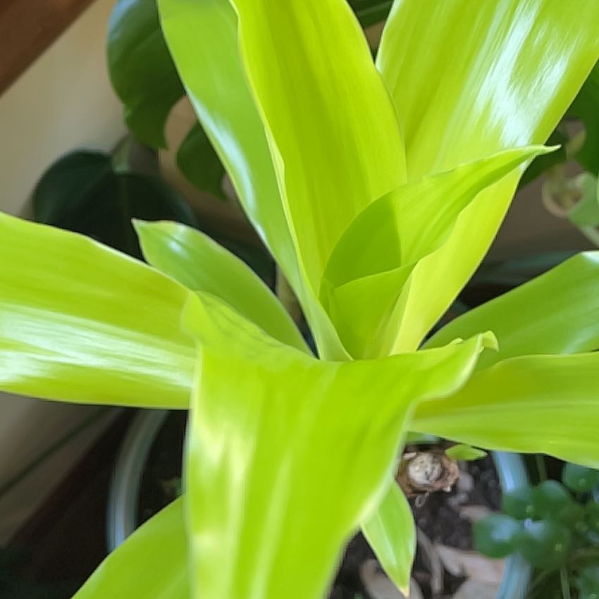 Dracaena Limelight plant with vibrant green leaves and partially visible soil.