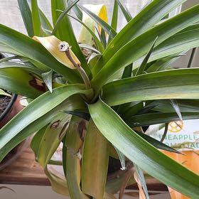 Photo of the plant species pineapple by @BigCalamondin named Plato on Greg, the plant care app