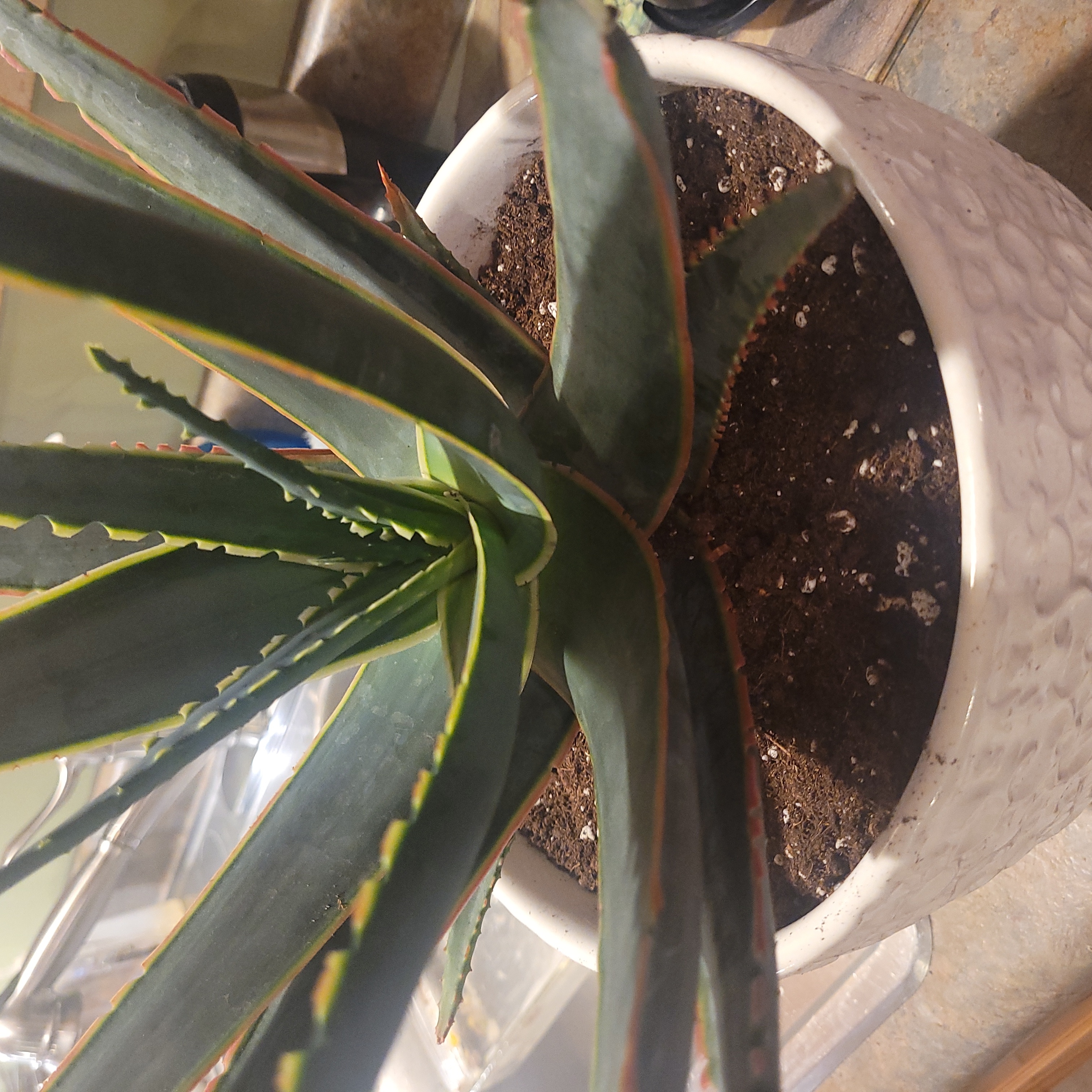 A healthy Aloe 'Swordfish' plant in a white pot with visible soil.