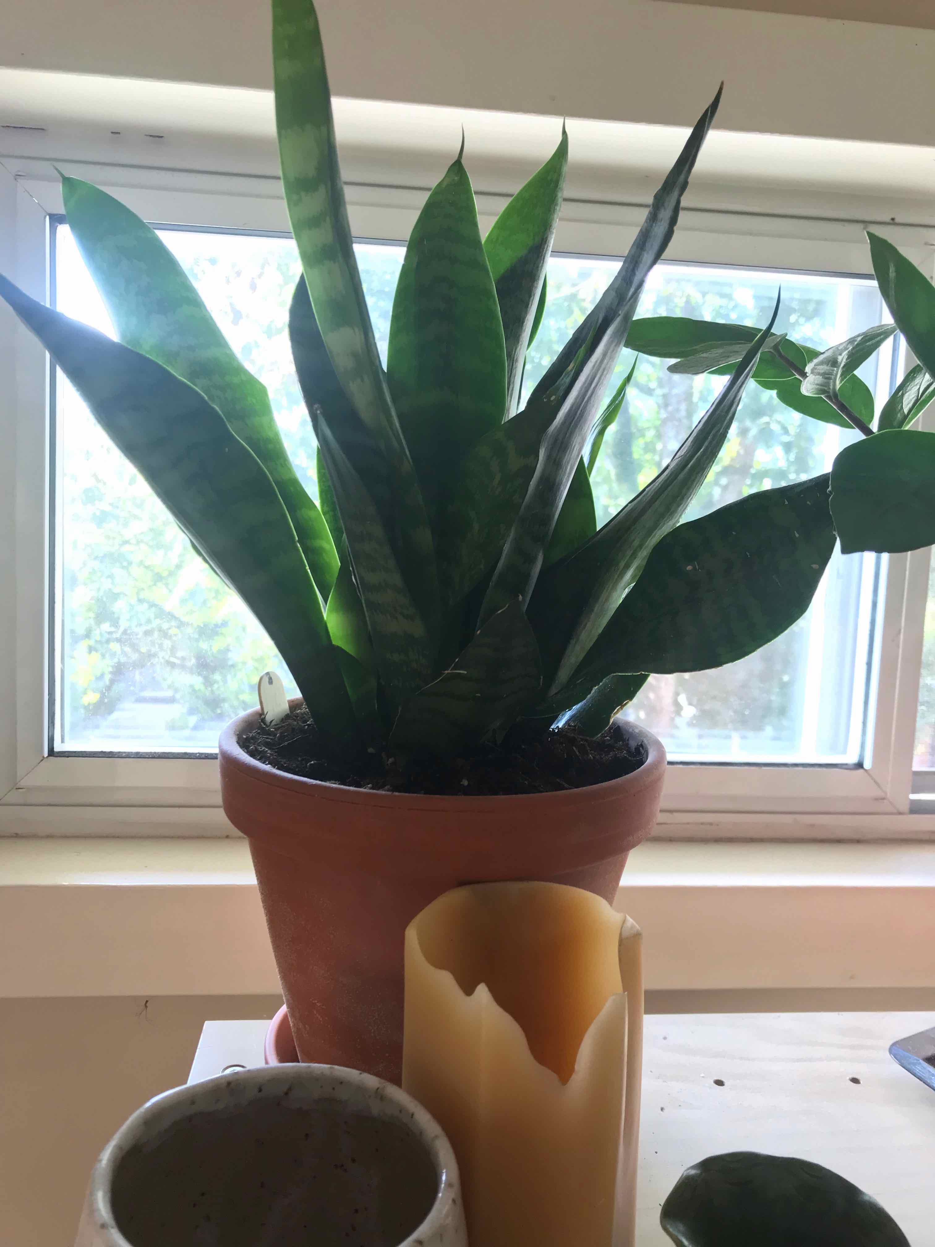 Futura Superba Snake Plant in a terracotta pot on a windowsill, appears healthy.