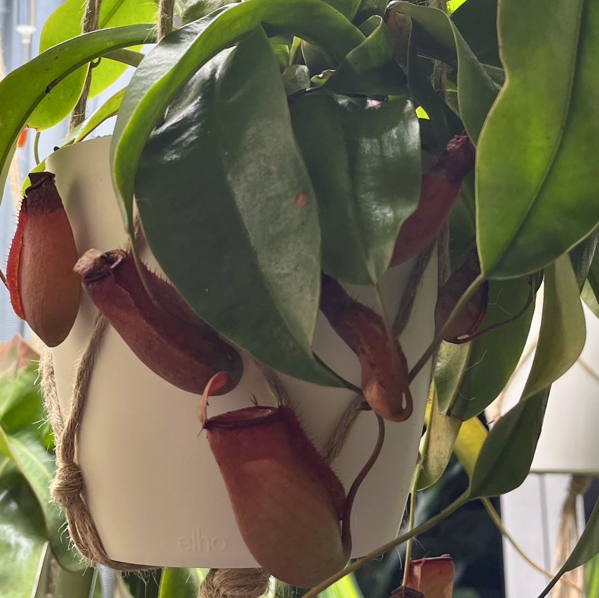 Plant care for Round-Leaved Pitcher Plant on Greg, the plant care app
