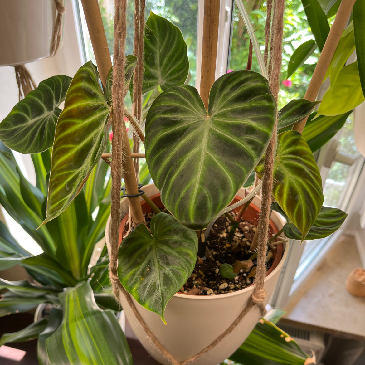 Photo of the plant species Philodendron verrucosum 'Glow' by @SturdyLentil named 1g Delilah on Greg, the plant care app