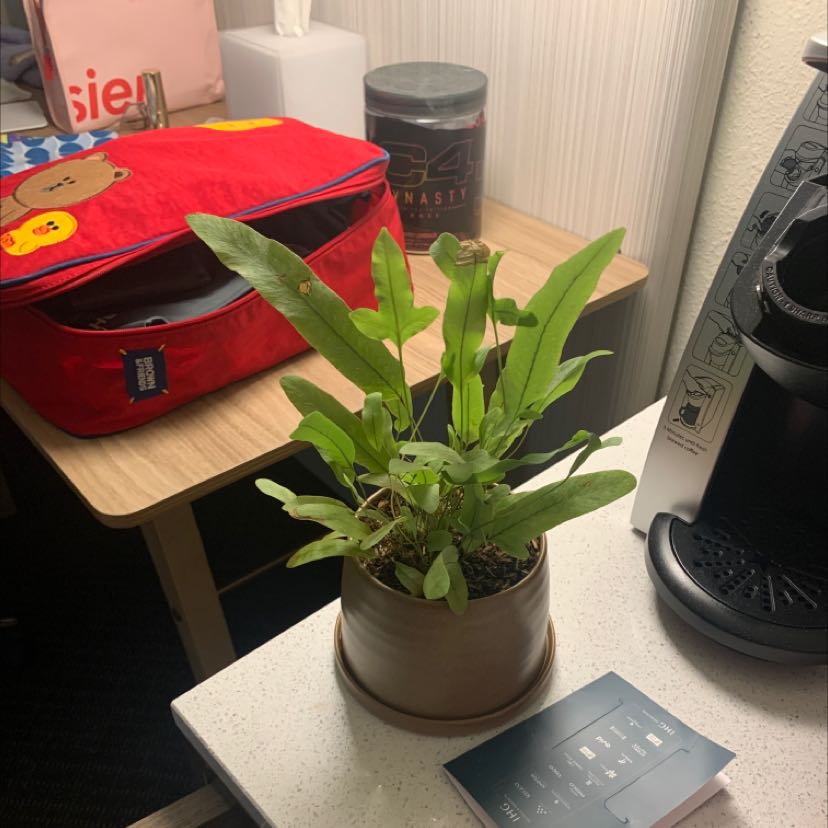Blue Star Fern in a pot on a countertop with household items in the background.