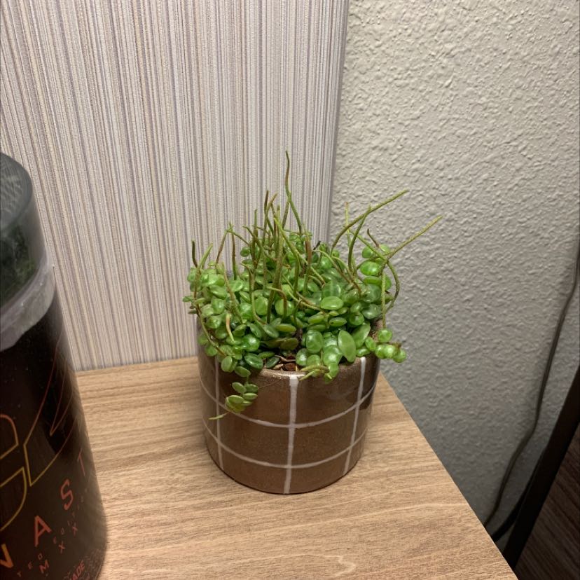Potted String of Turtles plant on a wooden surface.