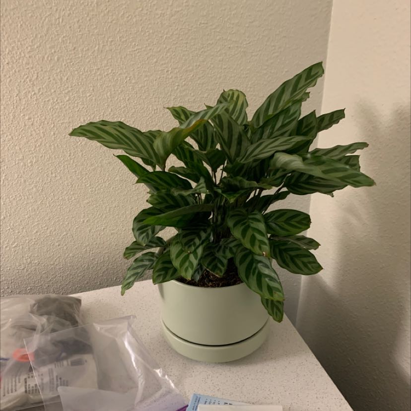 Healthy Fishbone Prayer Plant with lush green striped leaves in a white ceramic pot, thriving indoors.