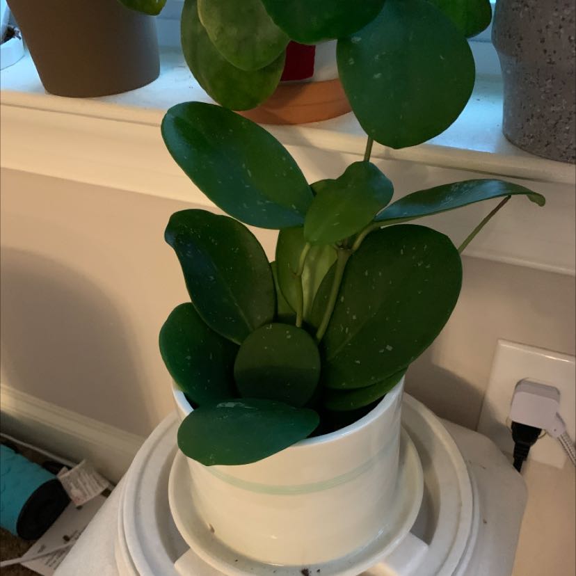 Hoya obovata plant in a white pot with healthy green leaves.