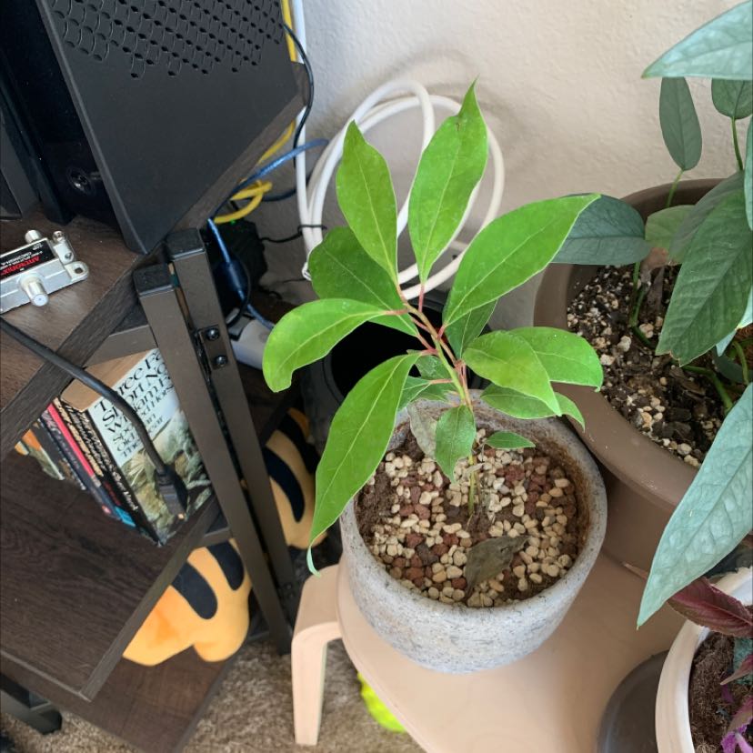 Potted Camphor plant with green leaves, healthy appearance, visible soil.