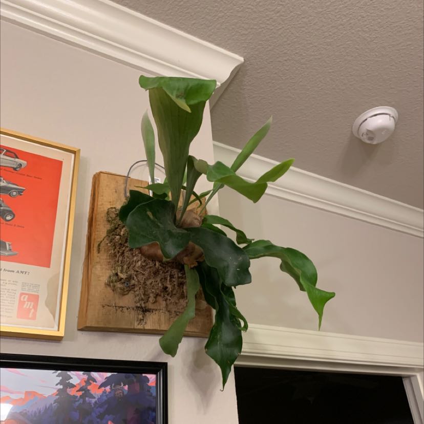 Light Requirements For My Staghorn Fern by Season