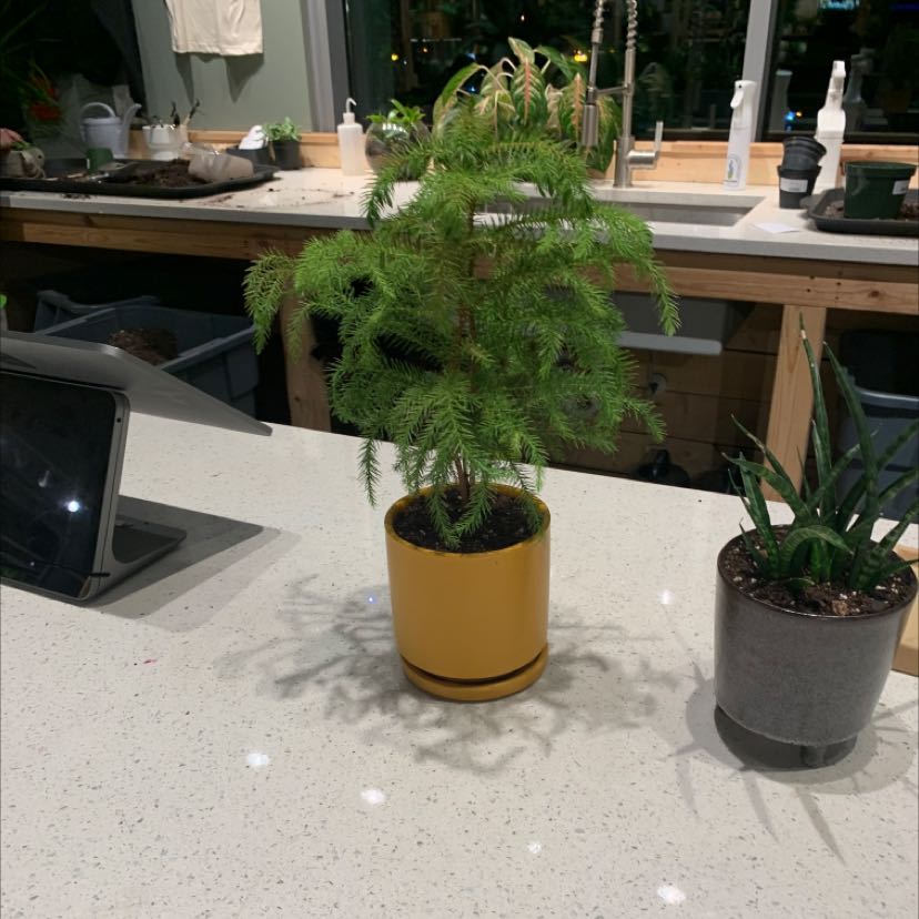 Healthy, lush green Asparagus Fern in a yellow ceramic pot on a concrete patio. The plant has full, feathery foliage with no discoloration.