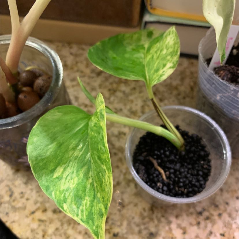 Marble Queen Pothos plant with variegated leaves in a small container with visible soil.